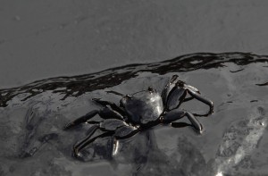 Санкции спасут Черное море от Роснефти