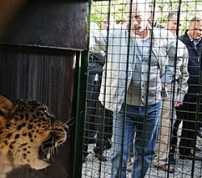 Путин выпустил в Сочи леопарда
