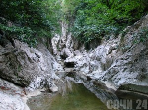 Тисосамшитовая роща Сочи открыта для туристов