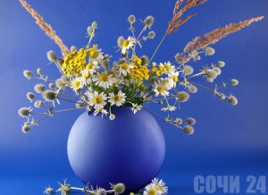 В Сочи пройдет форум флористов