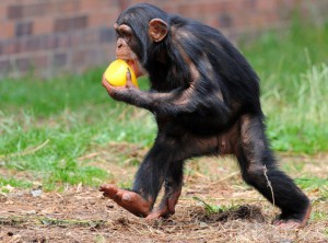 В Сочи может появиться зоопарк