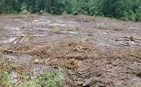 В Сочи идет укрывательство вырубок Фото: "Макс Медиа Групп"