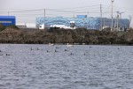 Краснокнижные пеликаны в Олимпийском парке